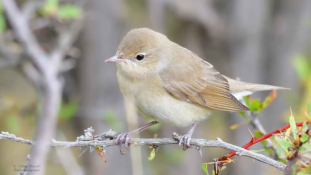 Garden Warbler